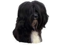 Tibetansk terrier mørk hode - klistremerker