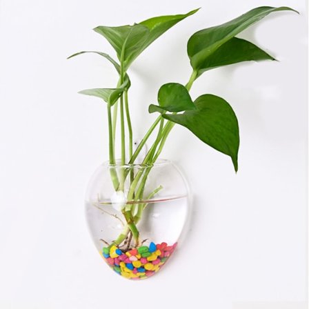 Veggmontert glassplanterpotte - Vannplantevaser Luftblomster Vaseplan