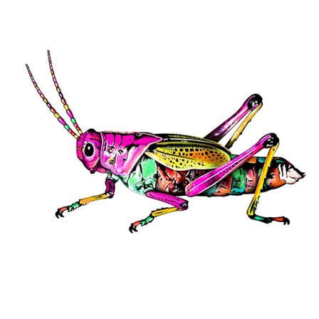 Kuoriaisen seinäkoristelu Kodin askartelu A A