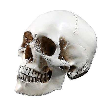 Lifesize 1:1 Human Skull Model Replica Resin Medical Anatomical Tracing