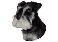 Dvergschnauzer pepper&salt - klistremerker