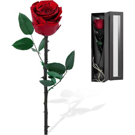 Præserveret rose i en roseæske, evig rød rose med stilk, til kvinder, veninder, Valentinsdag, jul, mors dag