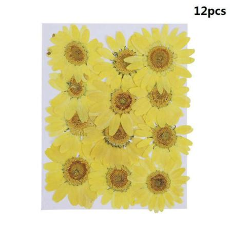 12 St Naturliga Pressade Daisy Torkade Blommor Hänge Halsband Diy