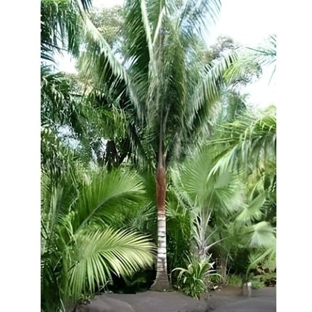 Dypsis malcomberi palm - Parti med 50 frön - Solexponering - Använd i bricka och kruka - Grön färg