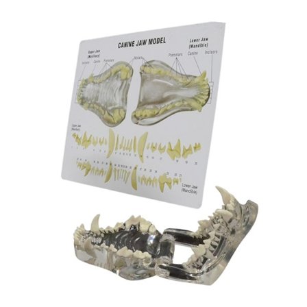 Klar tannmodell for hunder, hundetenner, dyremodeller, oral tannmodell, veterinærkontor, pedagogisk verktøy, undervisningsverktøy