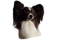 Papillon - klistremerker