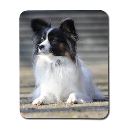 Papillon Hund Musmatta