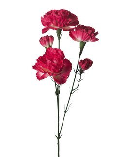 Konstväxt snittblomma Nejlika 65 cm 1-pack Röd - Mr Plant