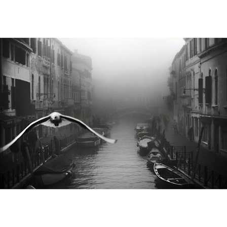 Seagull From The Mist