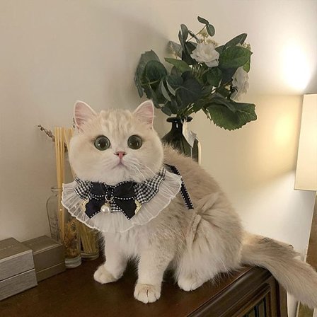 Svart serie pärlchiffong utsökt rosett katt hund scarf, slips husdjur krage, haklapp, dregelhandduk