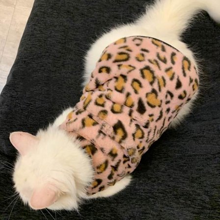 Myk kattegenser - Kattegenser med leopardtrykk, varme kattungeklær, høst- og vinterfrakk med genserdesign, kattespesifikk.
