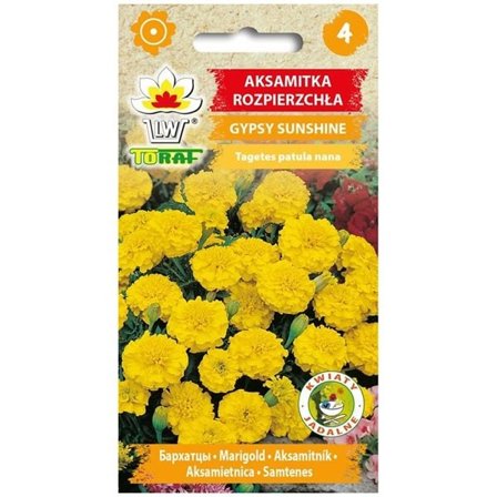 Fransk morgenfruefrø Gypsy Sunshine - Rigelig blomstring med citronfarvede blomster