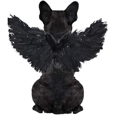 Halloween Kostume Kæledyr Cosplay Engel Djævel Sort Hvid Vinge til Hund