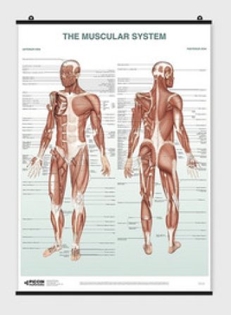 The muscular system Lucia Manzoli