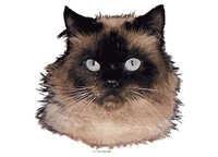 Colourpoint - klistremerker