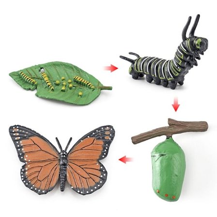 Set Djurlivscykel 2 2