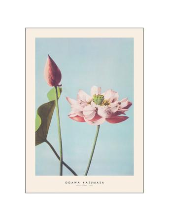 Ogawa-Kazumasa-Lotus-Flower Home Decoration Posters & Frames Posters Botanical Multi/mønstret PSTR Studio