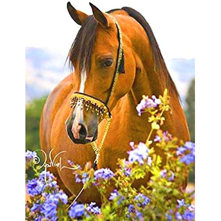 #30x40cm Voksne Børn 5D DIY Diamantmaleri Sæt - Hest Blandt#