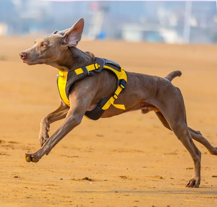 DOG REVOLUTION - Safe-Walk Backpack Harness - Gul