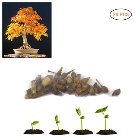 20 stk. blå lønnefrø Bonsai Tre Hjem Hagedekorasjon