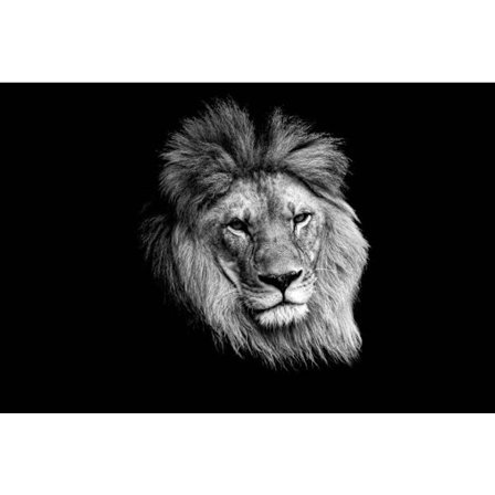 Lejon Affisch 50×70 CM