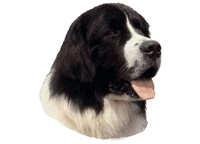 Landseer - klistremerker