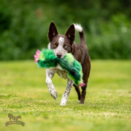 Doggie-Zen Kaktus Hundeleke med Pipelyd - 35cm