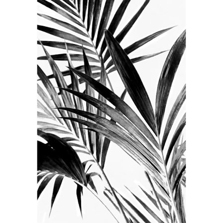 Palm Leaves Black And White 02