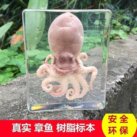 Barnleksak Bläckfisk Hartsprov Amber Dekoration