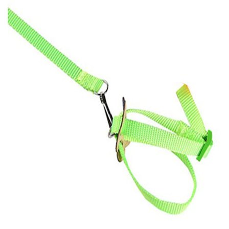 Papegøye Fuglehalsbånd Sele Lizard Trekktau GRØNN