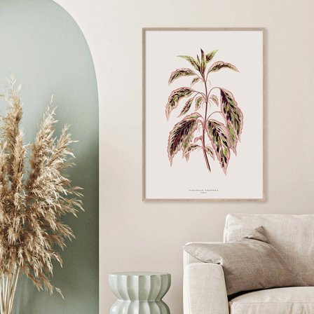 Hibuscus Cooperii — Plakat med flot illustration af plante fra Nature Remixed by Gehalt