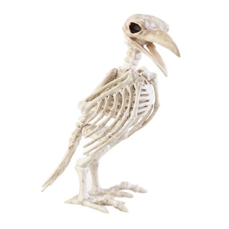 Crazy Bone Skeleton Raven 100% Muoviset Eläinten Luut Hor