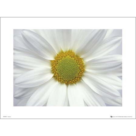 Exklusivt Art Print - Daisy - Prästkrage