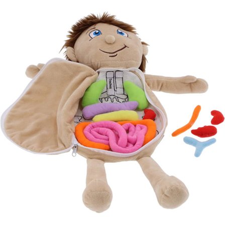 Mänsklig kropp organ docka, anatomi lärande docka fysiologisk utbildning