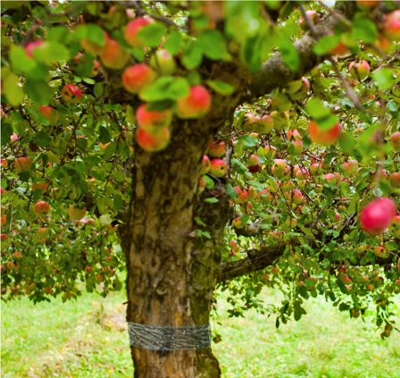 Biobasis-liimanauha 5 m