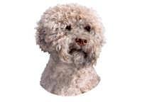 Lagotto Romagnolo - klistremerker
