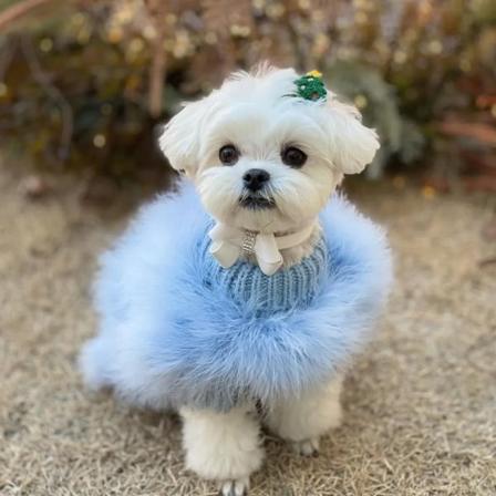 Färgglada valpkläder Designer hundkläder Liten hund Katt Lyxtröja Schnauzer Yorkie Pudel päls B1521 Blue Sweater L