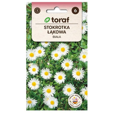 Frö till tusensköna – Charmig vårblomma för rabatter och gräsmattor