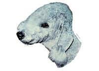 Bedlington terrier - klistremerker