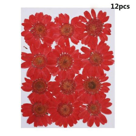 12 St Naturliga Pressade Daisy Torkade Blommor Hänge Halsband Diy