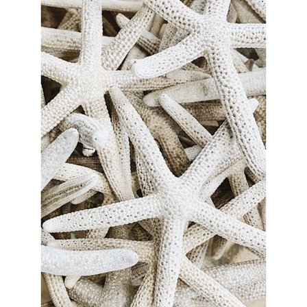 Samling av sjöstjärnor 40×50 CM