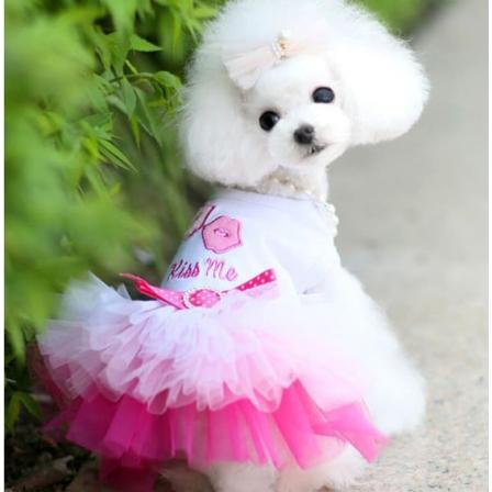Kjæledyrsklær Skjørt Kattevest Stripet hengende nettinggarn Vår og sommer Teddy/Pomeranian Lips skirt pink XS