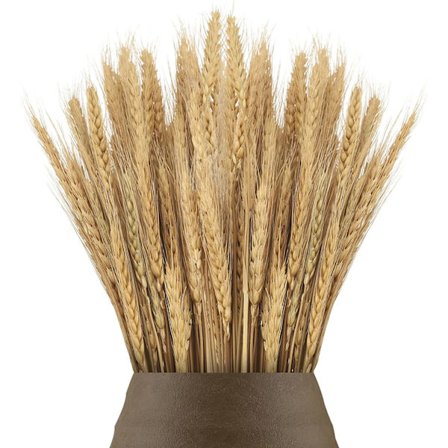 100 stk. 55 cm tørrede hvedeblomster til kaminhylde, køkken, kirke, bryllupsbord, julekrans