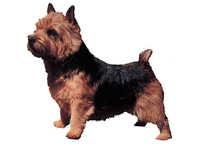 Norwichterrier - klistremerker