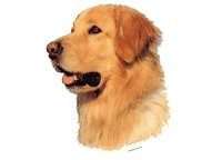 Hovawart blond - klistremerker