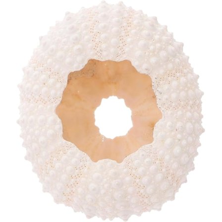 Naturlige koral foto rekvisitter til neglekunst display og fotograferingsdekorationer