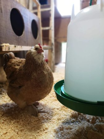 Vanndispenser til Høns - 10L