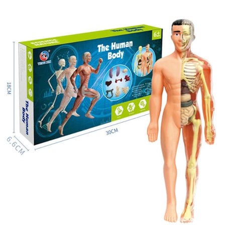 Barnemodell av menneskelig anatomi med avtakbart skjelett og torso - Vitenskapelig leketøy for barn om menneskekroppen - Utdanningsgave for STEM-