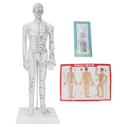Akupunkturmodell for menn med base og nålesett for undervisning i meridianer