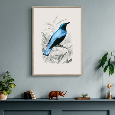 Drongo — Plakat med flot illustration af fugl fra Nature Remixed by Gehalt